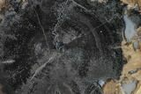 Petrified Wood (Schinoxylon) Slab - Blue Forest, Wyoming #141306-1